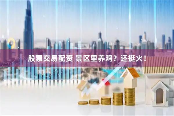 股票交易配资 景区里养鸡？还挺火！